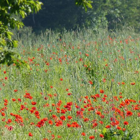 Willa Au Ptit Coquelicot Houyet Zewnętrze zdjęcie