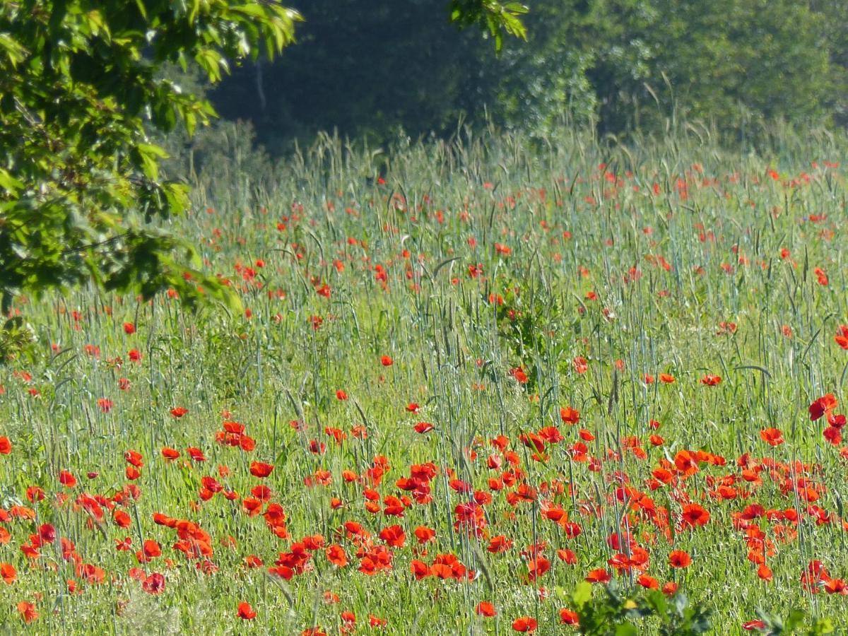 Willa Au Ptit Coquelicot Houyet Zewnętrze zdjęcie